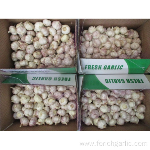 Normal White Fresh Garlic